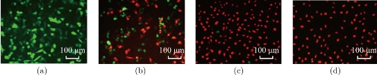 D:\xwu\Nano Biomedicine and Engineering\Articles for production\排版\8(3).p109-124\jzt7.jpg