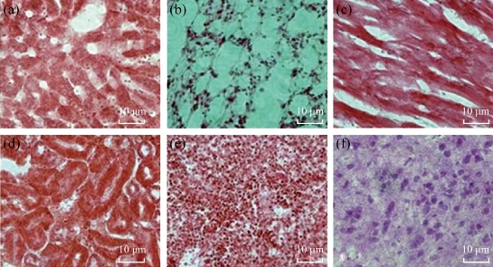 D:\xwu\Nano Biomedicine and Engineering\Articles for production\排版\8(3).p109-124\jzt11.jpg