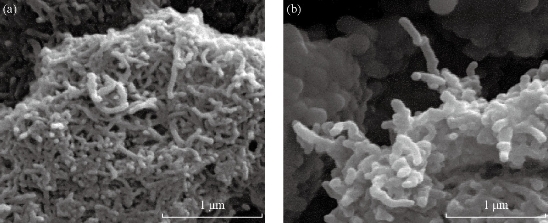 D:\xwu\Nano Biomedicine and Engineering\Articles for production\排版\8(3).p141- NBE-2016-0014 biazar esmaei\stt1.jpg