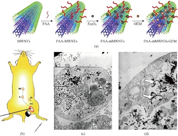 D:\xwu\Nano Biomedicine and Engineering\Articles for production\排版\8(3).p141- NBE-2016-0014 biazar esmaei\stt5.jpg