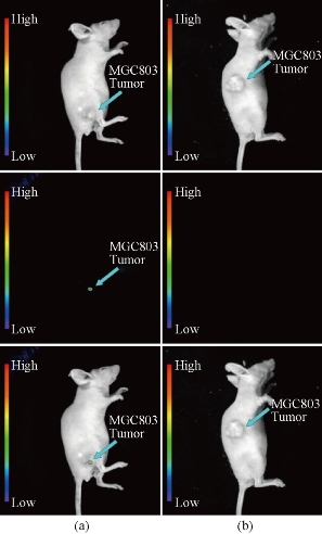 D:\xwu\Nano Biomedicine and Engineering\Articles for production\排版\8(3).p161- Yuming Yang\yym\yymt3.jpg