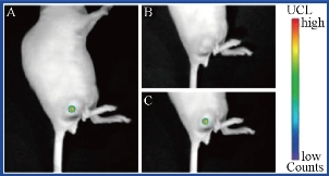 D:\xwu\Nano Biomedicine and Engineering\Articles for production\排版\8(3).p161- Yuming Yang\yym\yymt4.jpg