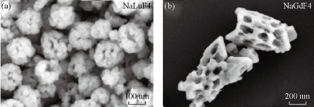 D:\xwu\Nano Biomedicine and Engineering\Articles for production\排版\8(3).p161- Yuming Yang\yym\yymt6.jpg