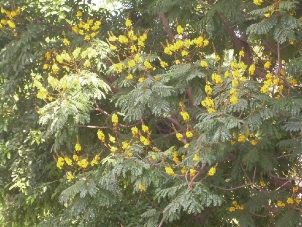 D:\xwu\Nano Biomedicine and Engineering\Articles for production\排版\8(4)\NBE-2016-0017.R1 Madheswaran, BALAMURUGAN\figs\mbt1.jpg