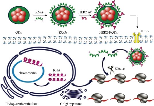 D:\xwu\Nano Biomedicine and Engineering\Articles for production\排版\8(4)\NBE-2016-0029.R1 Cui, Daxiang\pix\cdxt6.jpg