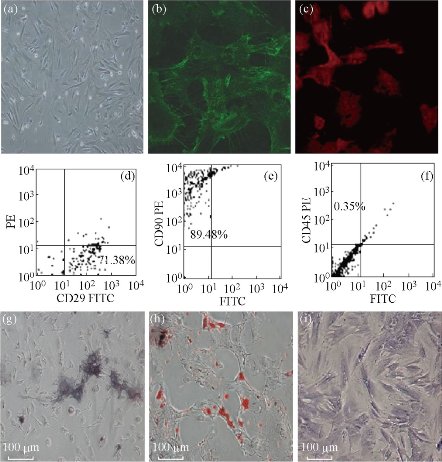 D:\xwu\Nano Biomedicine and Engineering\Articles for production\排版\8(4)\NBE-2016-0029.R1 Cui, Daxiang\pix\cdxt7.jpg