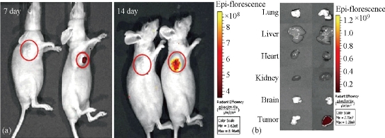 D:\xwu\Nano Biomedicine and Engineering\Articles for production\排版\8(4)\NBE-2016-0029.R1 Cui, Daxiang\pix\cdxt8.jpg