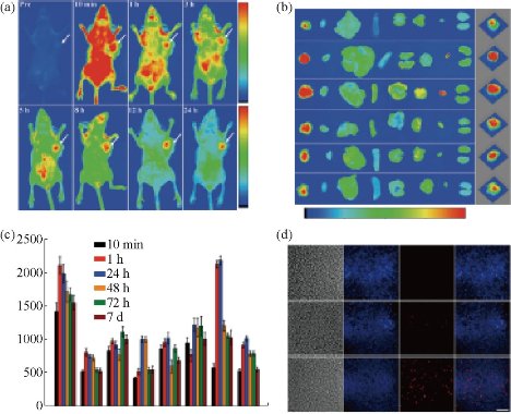 D:\xwu\Nano Biomedicine and Engineering\Articles for production\排版\8(4)\NBE-2016-0029.R1 Cui, Daxiang\pix\cdxt14.jpg