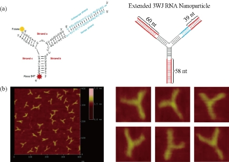 D:\xwu\Nano Biomedicine and Engineering\Articles for production\排版\8(4)\NBE-2016-0029.R1 Cui, Daxiang\pix\cdxt15.jpg