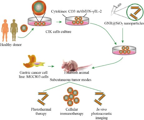 D:\xwu\Nano Biomedicine and Engineering\Articles for production\排版\8(4)\NBE-2016-0029.R1 Cui, Daxiang\pix\cdxt17.jpg