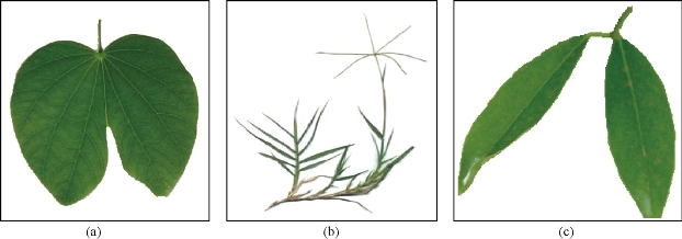 D:\xwu\Nano Biomedicine and Engineering\Articles for production\排版\8(4)\Pai Asha\figs\arpt1.jpg