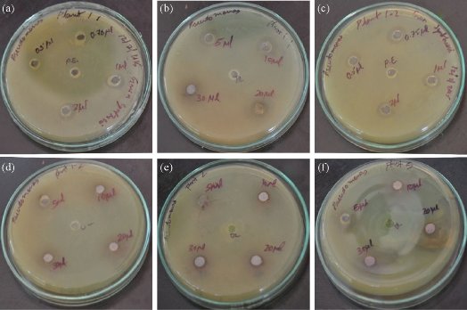 D:\xwu\Nano Biomedicine and Engineering\Articles for production\排版\8(4)\Pai Asha\figs\arpt11.jpg