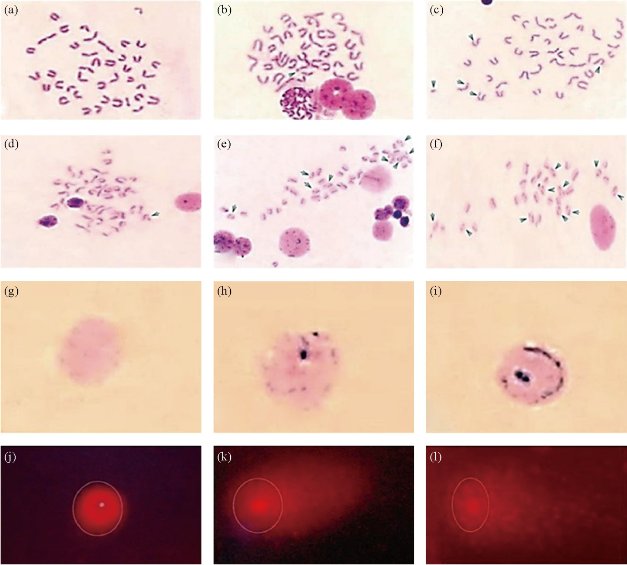 D:\xwu\Nano Biomedicine and Engineering\Articles for production\排版\8(4)\Gamal-Eldeen, Amira NBE-2016-0039\figs\amgt2.jpg