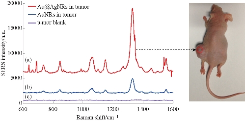 D:\xwu\Nano Biomedicine and Engineering\Articles for production\排版\8(4)\Fei Pan NBE-2016-0040\figs\sct6.jpg