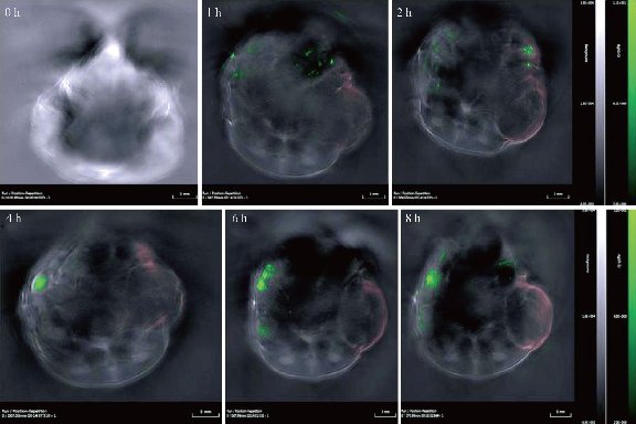 D:\xwu\Nano Biomedicine and Engineering\Articles for production\排版\8(4)\Fei Pan NBE-2016-0040\figs\sct9.jpg