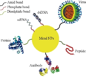 D:\xwu\Nano Biomedicine and Engineering\Articles for production\排版\8(4)\NBE-2016-0025.R1 Faramarzi, Mohammad Ali\fig\mhyt3.jpg