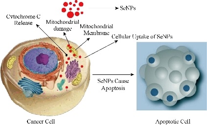 D:\xwu\Nano Biomedicine and Engineering\Articles for production\排版\8(4)\NBE-2016-0025.R1 Faramarzi, Mohammad Ali\fig\mhyt4.jpg