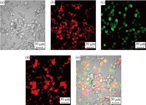 D:\xwu\Nano Biomedicine and Engineering\Articles for production\排版\9(1)\figs\lgt6.jpg