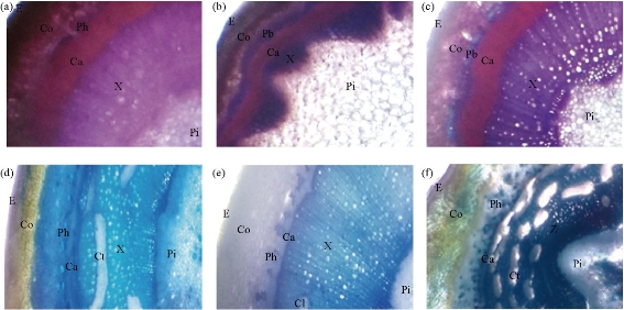 D:\xwu\Nano Biomedicine and Engineering\Articles for production\排版\9(2)\0022 producing\fig\meat1.jpg