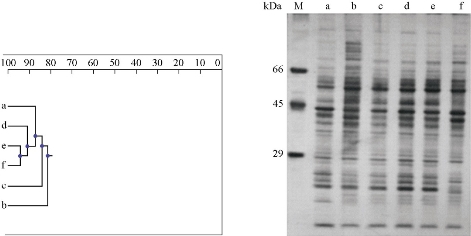 D:\xwu\Nano Biomedicine and Engineering\Articles for production\排版\9(2)\0022 producing\fig\meat2.jpg