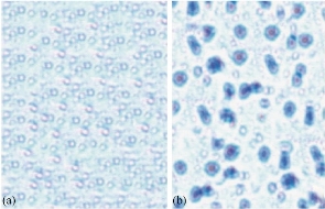 D:\xwu\Nano Biomedicine and Engineering\Articles for production\排版\9(4)\9(4).p324- (0061 Giritharan Bupesh)\prepublishing\fig\fig6.jpg