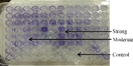 D:\xwu\Nano Biomedicine and Engineering\Articles for production\排版\10(2)\0016\figs\ih2.jpg