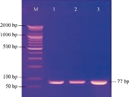 D:\xwu\Nano Biomedicine and Engineering\Articles for production\排版\10(2)\0016\figs\ih3.jpg