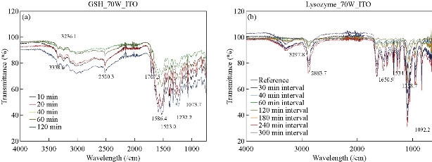 D:\xwu\Nano Biomedicine and Engineering\Articles for production\排版\10(4)\(3) NBE-2018-0070\figs\bgt6.jpg