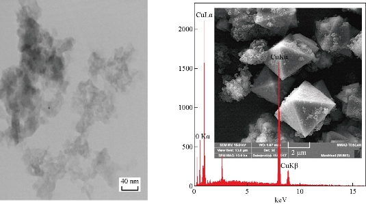 D:\xwu\Nano Biomedicine and Engineering\Articles for production\排版\10(4)\(9) NBE-2018-0057\406-416\hkkt5.jpg