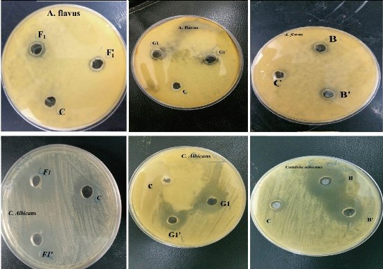D:\xwu\Nano Biomedicine and Engineering\Articles for production\排版\11(1)\[8]_2018-0059 COMPLETED\67-83\mmft20.jpg
