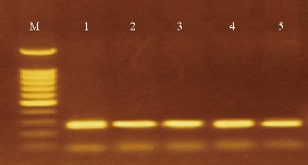 D:\xwu\Nano Biomedicine and Engineering\Articles for production\排版\2019\11(4)\2019-0040\figs\thst2.jpg