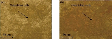 D:\xwu\Nano Biomedicine and Engineering\Articles for production\排版\2019\11(4)\6 NBE-2019-0036 (2019-11-20)\fig\tiht3.jpg