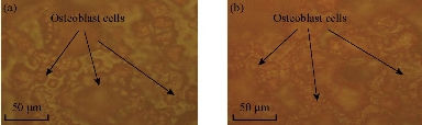 D:\xwu\Nano Biomedicine and Engineering\Articles for production\排版\2019\11(4)\6 NBE-2019-0036 (2019-11-20)\fig\tiht4.jpg