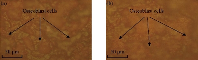 D:\xwu\Nano Biomedicine and Engineering\Articles for production\排版\2019\11(4)\6 NBE-2019-0036 (2019-11-20)\fig\tiht5.jpg