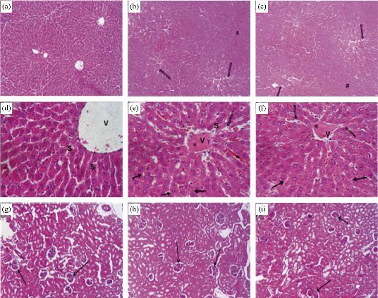 D:\xwu\Nano Biomedicine and Engineering\Articles for production\排版\2020\12(1)\2020 12(1)\V12N1JPG\12(2).3\ouat4.jpg