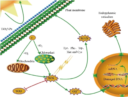 D:\xwu\Nano Biomedicine and Engineering\Articles for production\排版\2020\12(1)\2020 12(1)\V12N1JPG\12(2).3\ouat6.jpg