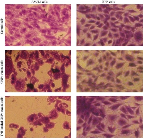 D:\xwu\Nano Biomedicine and Engineering\Articles for production\排版\2020\2020 12(3)\【9 修改中】NBE-2020-0026\正式排版\262-271\nat5.jpg