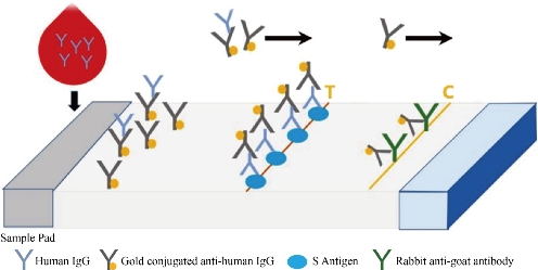 D:\xwu\Nano Biomedicine and Engineering\Articles for production\排版\2020\special issue\【3】0097\publishing\306-310\jtt2.jpg