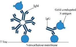 D:\xwu\Nano Biomedicine and Engineering\Articles for production\排版\2020\special issue\【3】0097\publishing\306-310\jtt3.jpg