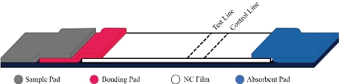 D:\xwu\Nano Biomedicine and Engineering\Articles for production\排版\2020\special issue\0093\publishing\325-330\qst1.jpg