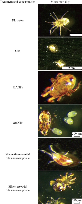 D:\xwu\Nano Biomedicine and Engineering\Articles for production\排版\2020\2020_12(4)\【9】NBE-2020-0004\publishing\338-350\sit15.jpg