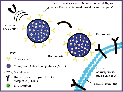 D:\xwu\Nano Biomedicine and Engineering\Articles for production\排版\2021\13（1）\【13-1-7】NBE-2020-0044（排版中）\publishing\mrl\mrlt1.jpg