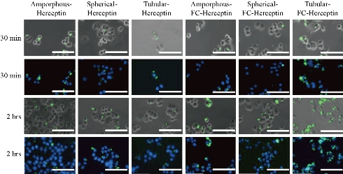 D:\xwu\Nano Biomedicine and Engineering\Articles for production\排版\2021\13（1）\【13-1-7】NBE-2020-0044（排版中）\publishing\mrl\mrlt6.jpg