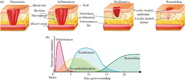 D:\xwu\Nano Biomedicine and Engineering\Articles for production\排版\2021\13(2)\【2】NBE-2020-0087(董 21-4-22)(出版日 21-4-14)\109-126\mnt1.jpg