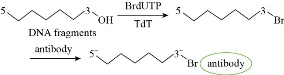 D:\xwu\Nano Biomedicine and Engineering\Articles for production\排版\2021\13（4）\【7】NBE-2021-0033 （交董排版 2021-12-16）\401-413\sart8.jpg