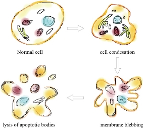 D:\xwu\Nano Biomedicine and Engineering\Articles for production\排版\2021\13（4）\【7】NBE-2021-0033 （交董排版 2021-12-16）\401-413\sart10.jpg