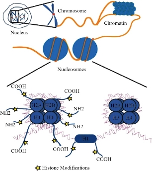 D:\xwu\Nano Biomedicine and Engineering\Articles for production\排版\2021\13（4）\【7】NBE-2021-0033 （交董排版 2021-12-16）\401-413\sart11.jpg