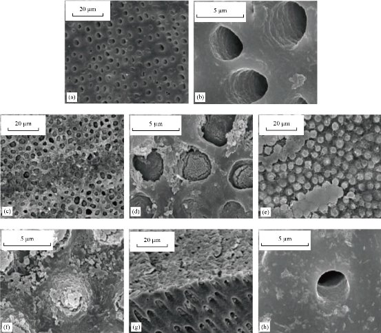 D:\xwu\Nano Biomedicine and Engineering\Articles for production\排版\2021\13（4）\【8】NBE-2021-0051 (交董排版 2021-12-16）\414-424\khat5.jpg